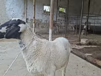Qoç, Blackheaded Persian sheep — foto 4