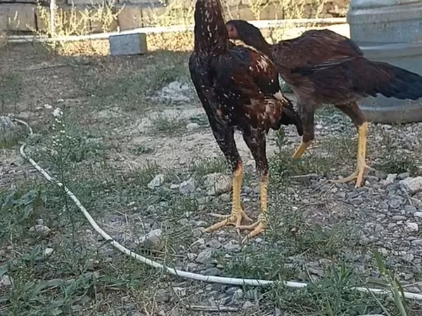 Chickens — Azerbaijan