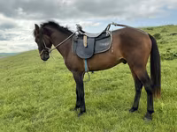 Horse (M), Azerbaijan horse — photo 2