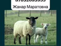 كبش, Gorkov sheep — الصورة 2