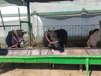 Bovinos (lote, sexo não especificado), Bovinos — foto 1
