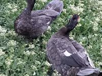 Ducks — foto 8