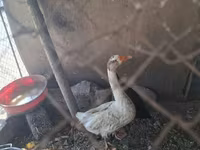 Geese — foto 6
