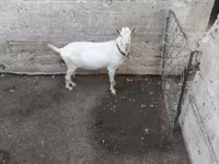 Ziegenbock, Saanen goat — Foto 2