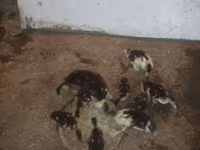 Ducks — फ़ोटो 3