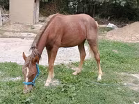 Yegua, French Trotter — foto 3