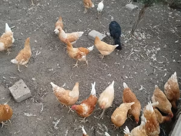 Lohmann Qəhvəyi