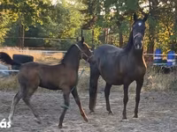 Klisna, Lipizzaner — foto 2