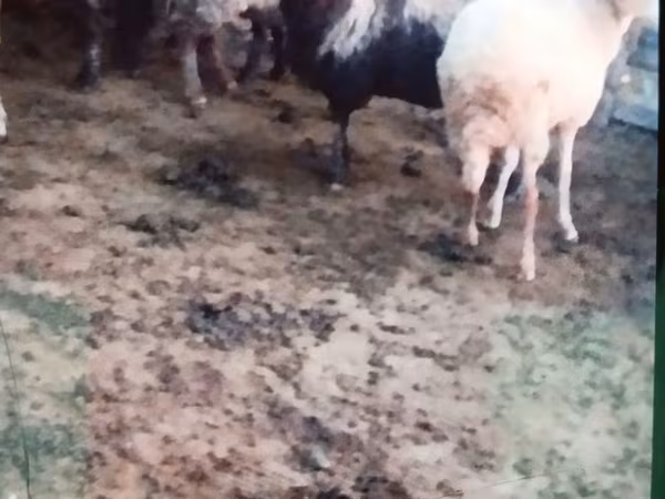 Qoyun, Qoyunlar