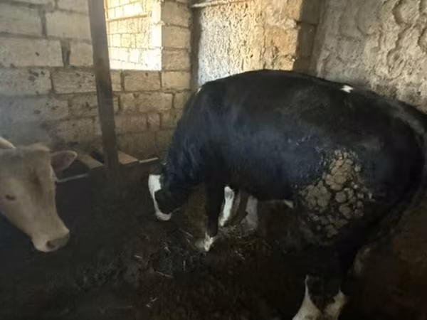 Buğa, Qırmızı-ləkəli cins