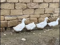 Ducks — Foto 2