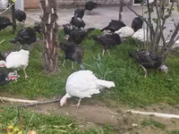 Turkeys — 照片 2