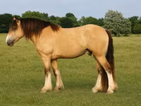 At, Gypsy horse — foto 1