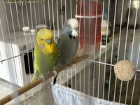 Təmiz qan Çex tutuquşuları satılır 🦜 Quşlar çox sağlam, aktiv və — الصورة 5