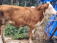 İnək, Simmental cattle — foto 6