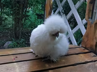 Chickens — फ़ोटो 3