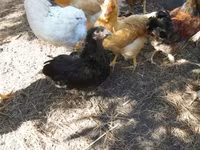 Chickens — foto 6