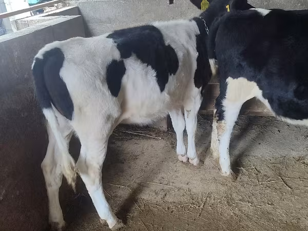 İnək, Russian Black pied cattle
