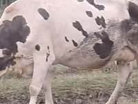 İnək, Russian Black pied cattle — foto 2
