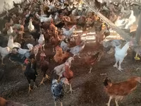 Chickens — photo 3