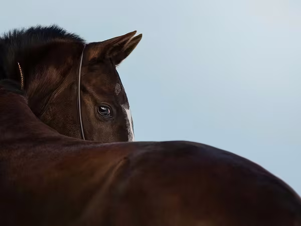 Madyan, Akhal-Teke