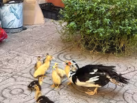 pato criollo doméstico — foto 2