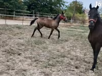Klisna, Lipizzaner — foto 5