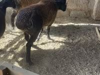 Beran, Rhon sheep — foto 6