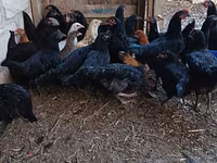 Chickens — photo 3
