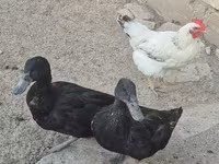 Domestic Muscovy — photo 1