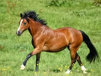Stute, Horse breed — Foto 4