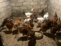 Chickens — photo 3