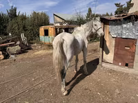 At, Atlar — foto 5