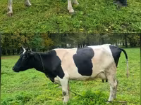 Vaca, Ayrshire — foto 2