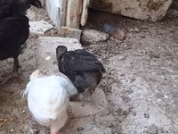 Chickens — photo 1