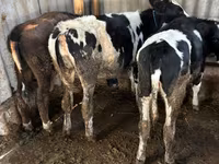 Krowa, Russian Black pied cattle — zdjęcie 1