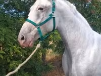 Mare, Lipizzaner — photo 7