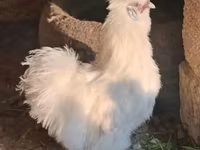 Silkie — photo 4