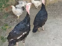 Turkeys — foto 2