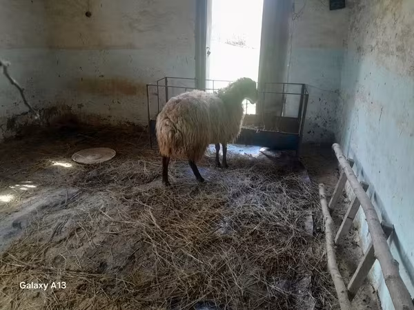 भेड़, भेड़ — अज़रबैजान