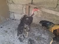 Chickens — foto 5