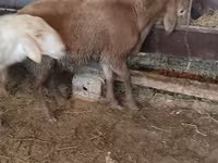 Oveja, West-Siberian mutton sheep — foto 4