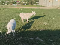 Goat, Russian White goat — photo 4