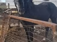 Cavalo, Lipizzaner — foto 4