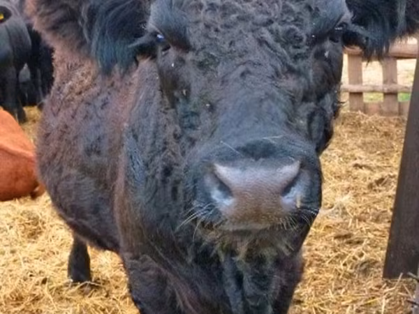 Bulle, Galloway-Rind