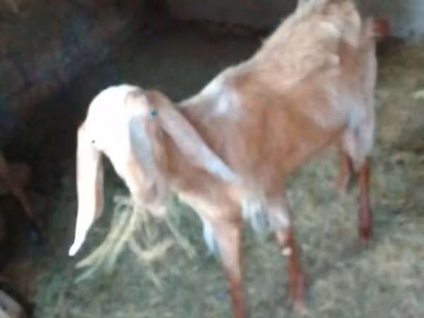 Goat, Nubian Goat — Azerbaijan