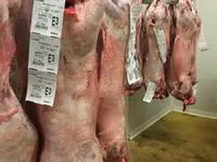 كبش, Beltex sheep — الصورة 3