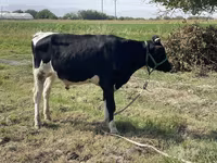 İribuynuzlu mal-qara (partiya, cinsi göstərilməyib), Russian Black pied cattle — foto 2