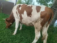 Cow, Simmental cattle — photo 1
