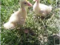 Geese — foto 1